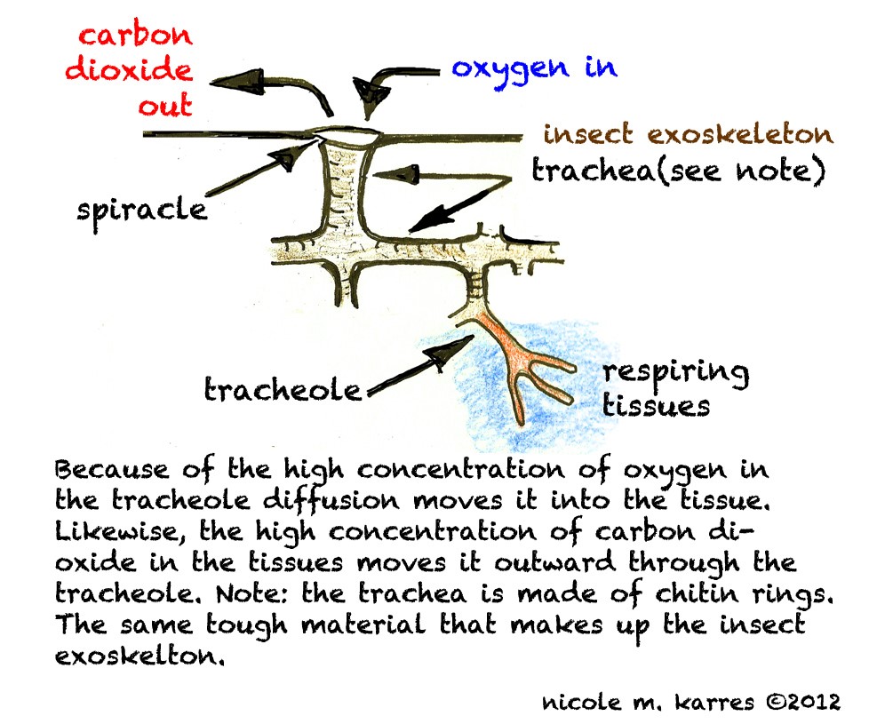 Gas Exchange in Vertebrates Through Lungs Gills and Skin