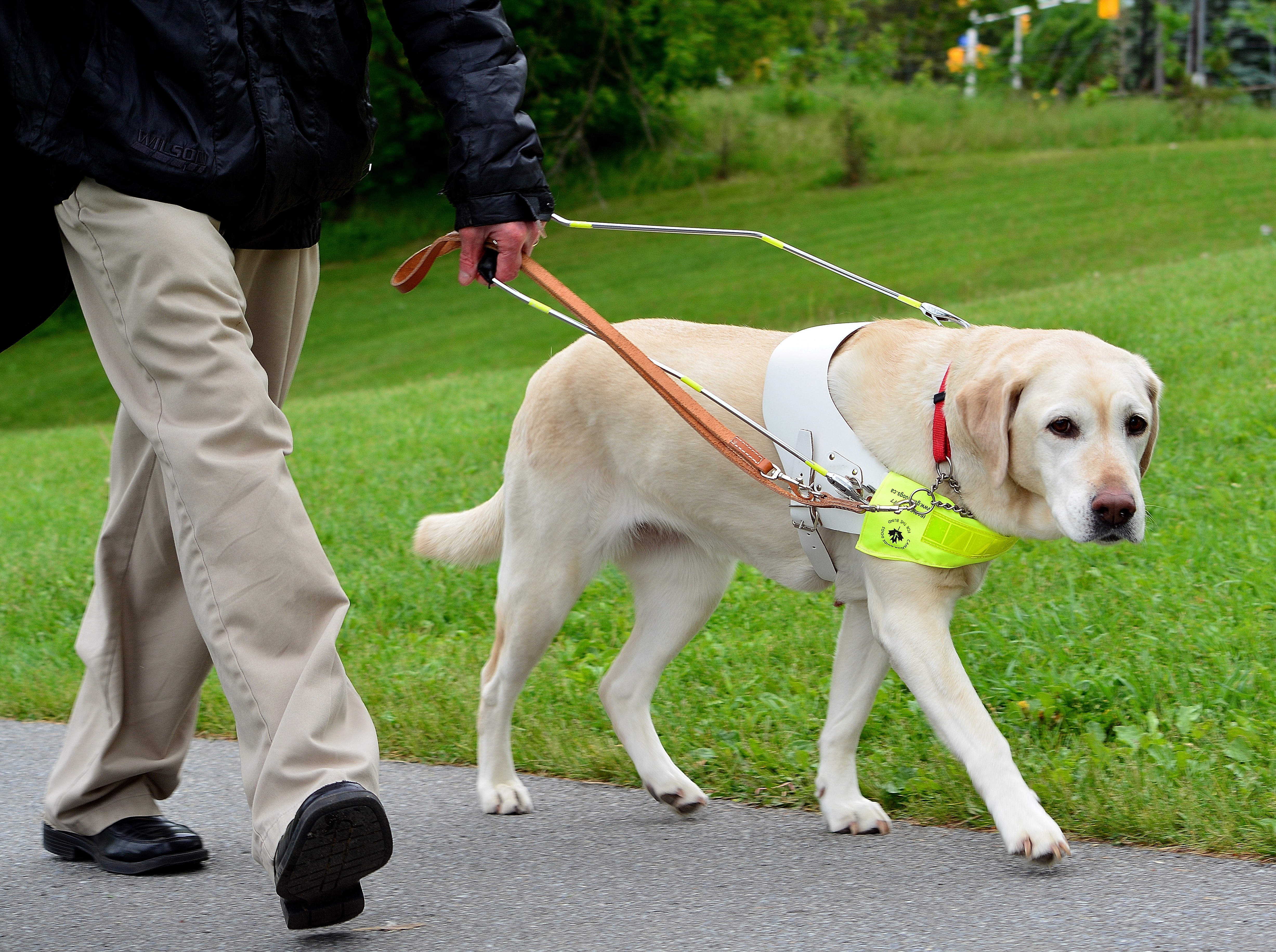 Volunteer puppy raisers sought by Canadian Guide Dogs for