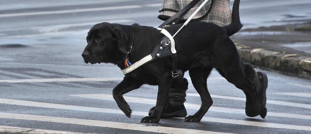 Guide Dogs For The Blind Inc in San Rafael California (CA