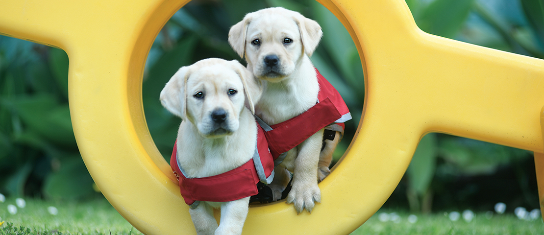 Volunteers Raising Guide Dogs Oprah.com