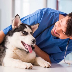 Medibank Pet Insurance