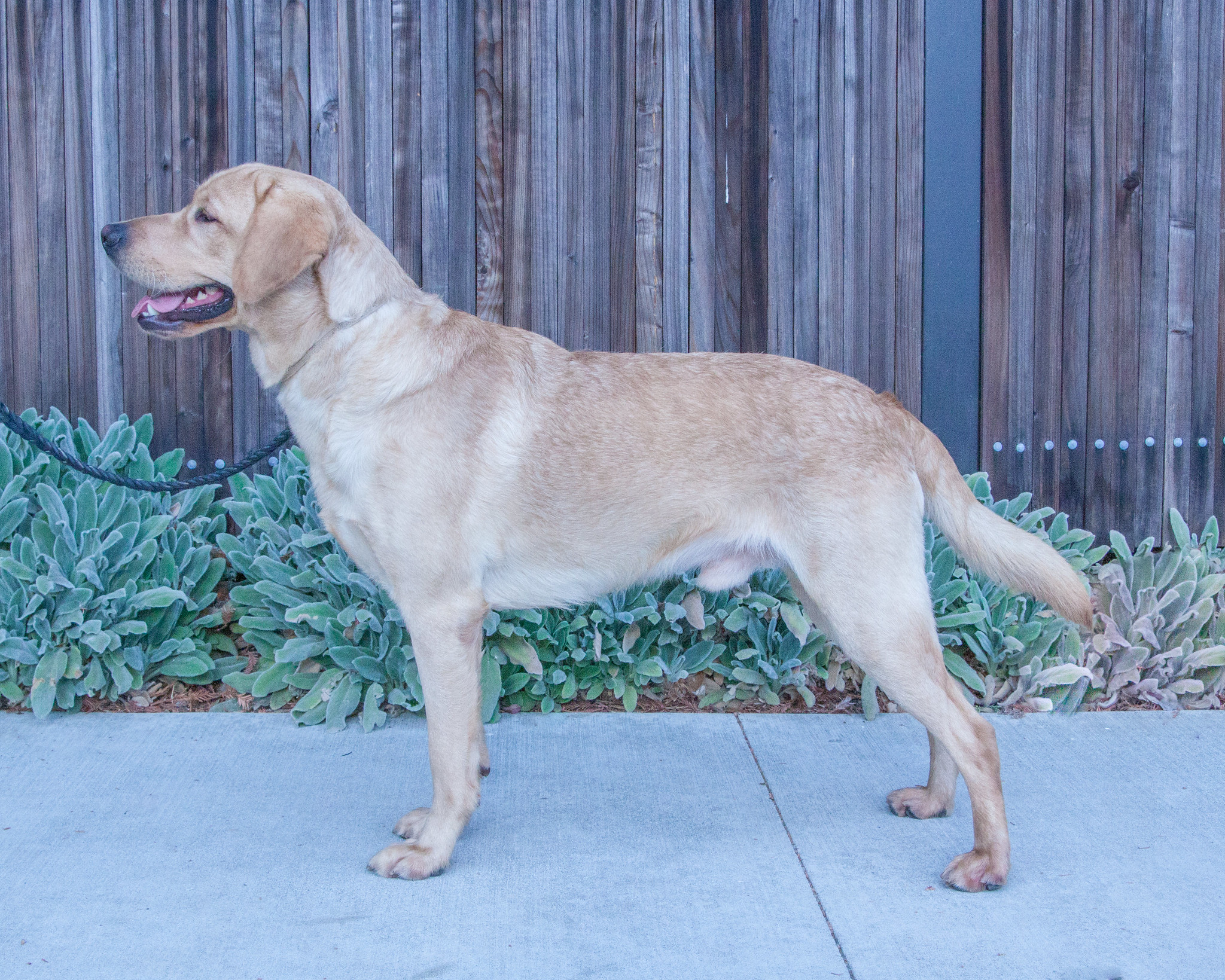 WSU Student Club Raises Puppies for Guide Dogs for