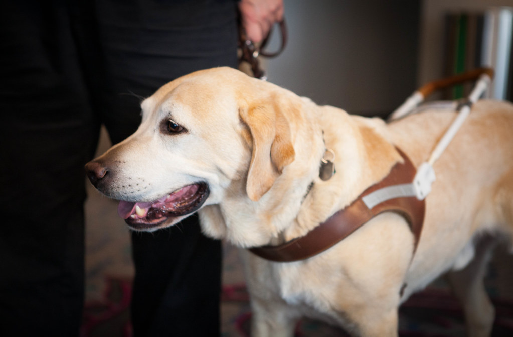 Guide Dogs for the Blind Survey - Puppy Raising