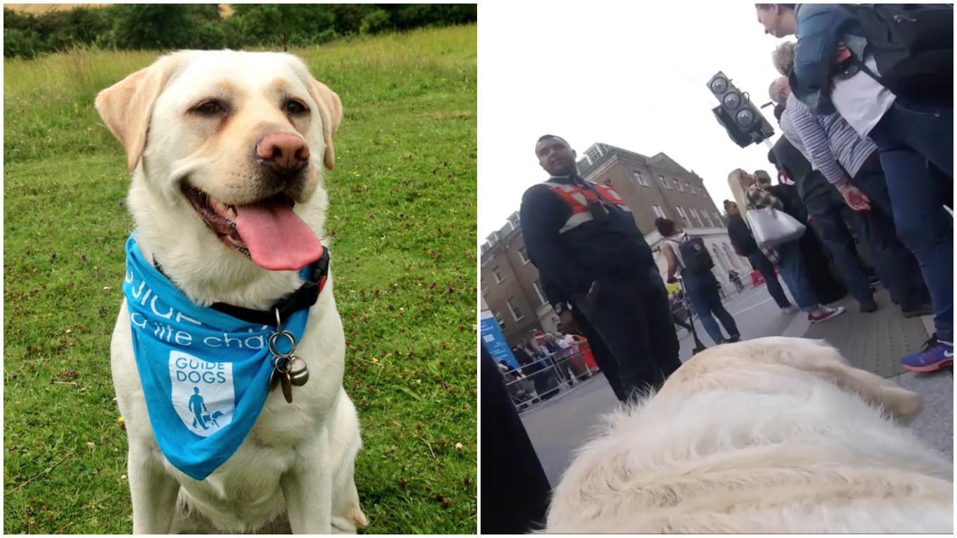 Puppy Raiser (Canadian Guide Dogs for the Blind)