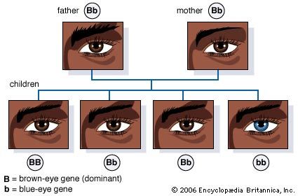 INHERITED HUMAN TRAITS EDQUEST SCIENCE