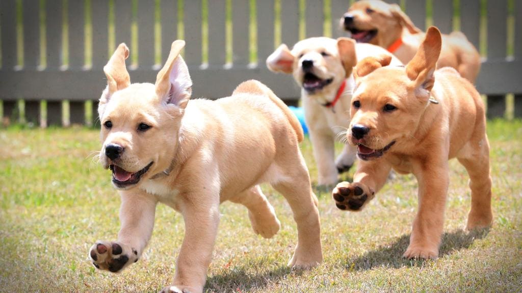 Redbridge guide dog training centre to open doors for