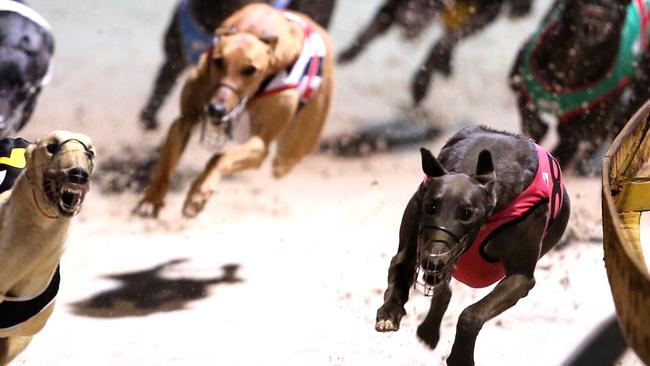 Greyhound Breeders Owners & Trainers Association