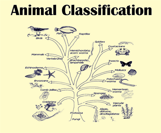 How Are Plants Classified? DesertUSA