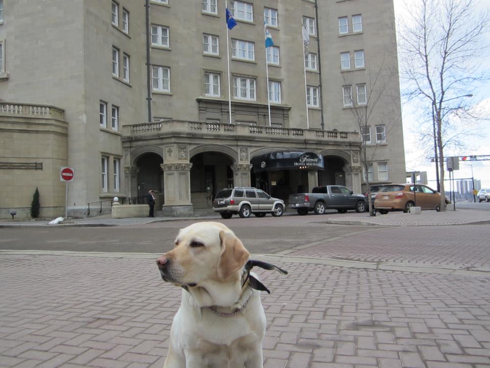 A Closer Look at Service Dogs – Guide Dogs for the Blind