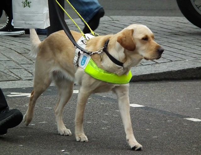 Going to the Dogs! Train Employees About Guide Dogs