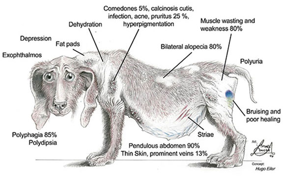 Hyperadrenocorticism (Cushing’s Disease)