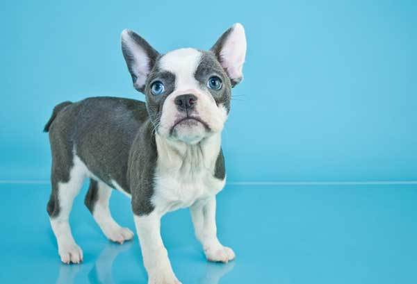 The Price of French Bulldog Puppies in Australia