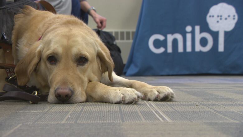 Canadian Guide Dogs for the Blind Carrières et