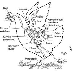 FACTSHEET FARM ANIMAL CLONING