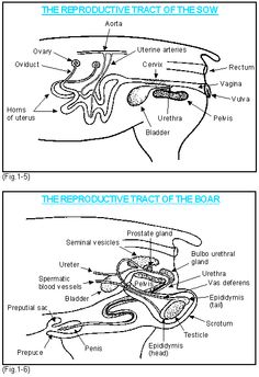 Hormones and Reproductive Cycles in Snakes