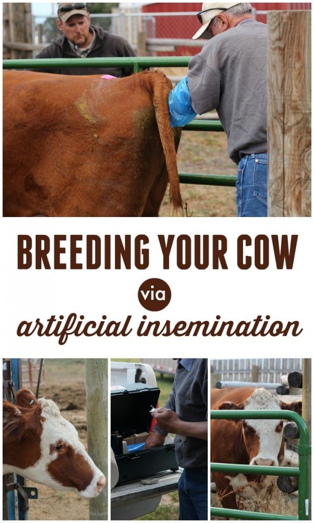 Insemination Wikipedia