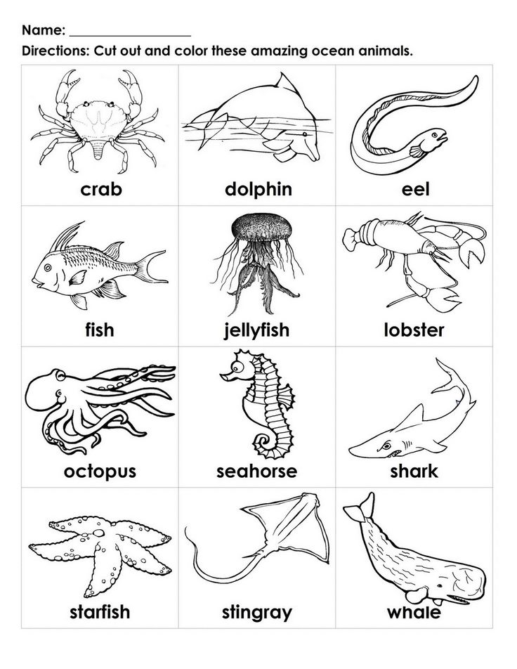 Color Zoo Book Activities Coloring Pages