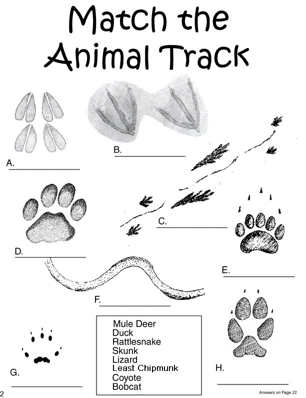 Easy Hidden Pictures with Animals Printable Activity Pages