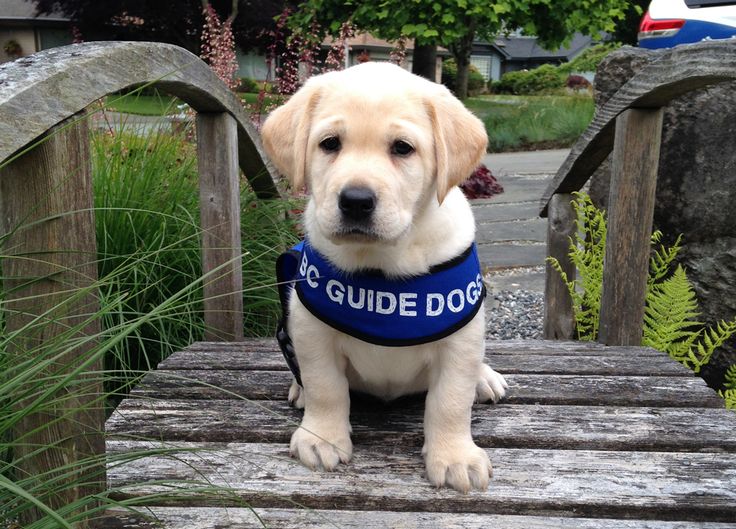 Dogged volunteer helps give the blind eyes Winnipeg