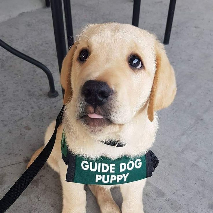 How Are Guide Dogs Trained Dog Training Books 2018