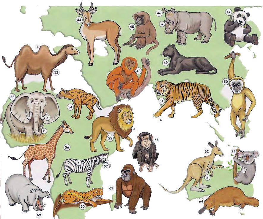 Learn Wild Animals Names and Sounds with Actual Pictures