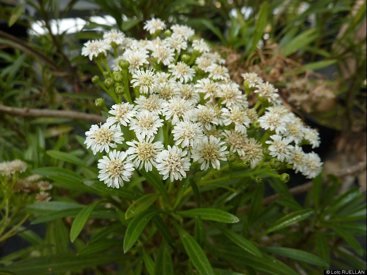 A SURVEY OF THE EXOTIC WOODY PLANT SPECIES IN THE CITY