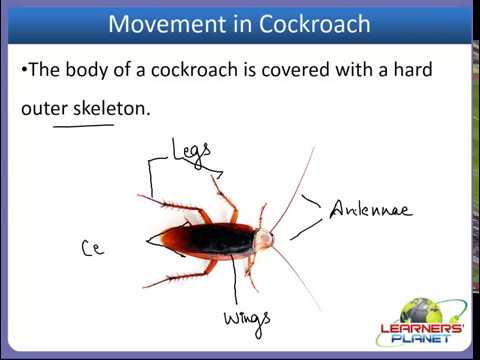 ARTHROPODA Jointed-leg animals www.bio.utexas.edu