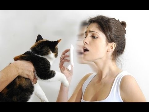 Cleaning to rid house of cat allergen after cat is gone