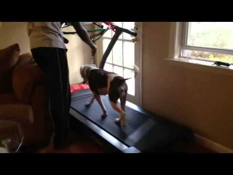 Amazon.com Treadmills For Dogs