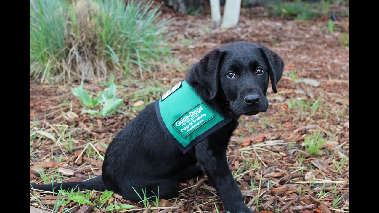 Adopt a dog Retired guide dogs and puppies - Blind