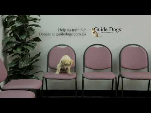 Guide Dog Ads guide dogs - TrendHunter.com