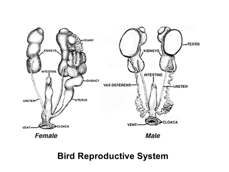 THE EFFECT OF TRIGONELLA-FONUM-GRAECUM ON REPRODUCTIVE