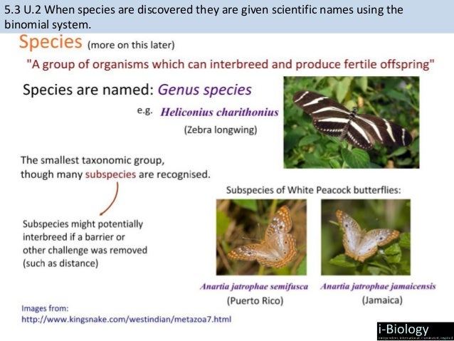 AP Biology Examples of Animals from the Nine Common