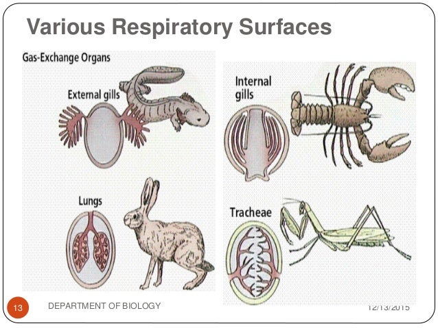 RESPIRATION AND GAS EXCHANGE Bio Resource Site