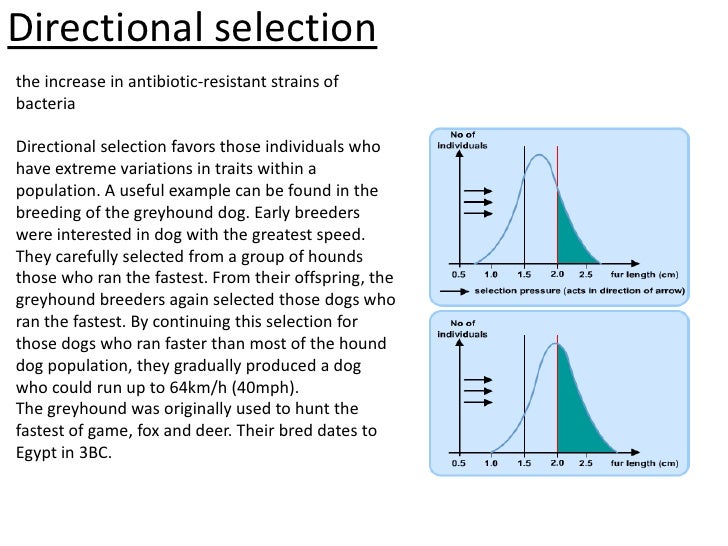 Natural Selection & Evolution Evolution/Ecology Project