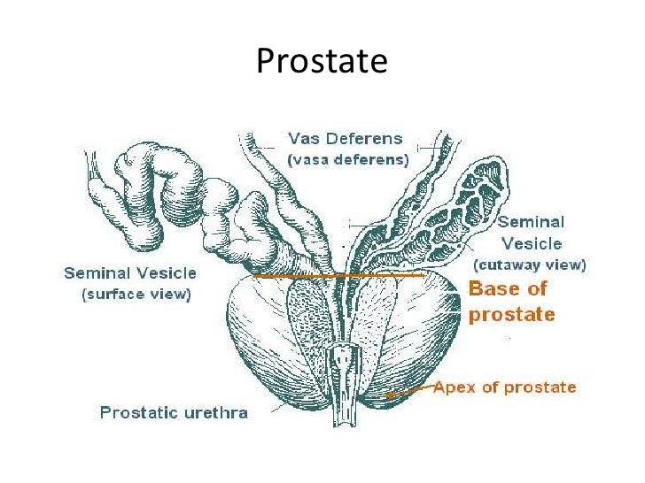 The reproductive system Homepages at WMU