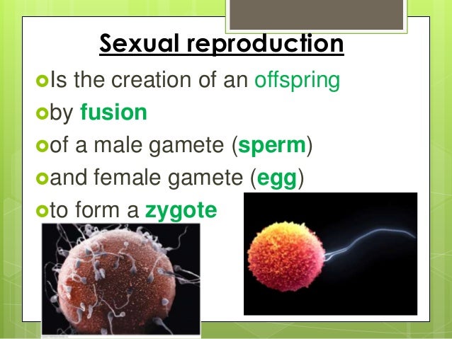 Asexual reproduction Teacher Resources Lesson Planet