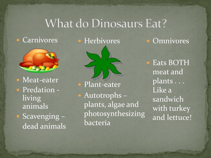 What Do Omnivores Mainly Eat? Animals mom.me