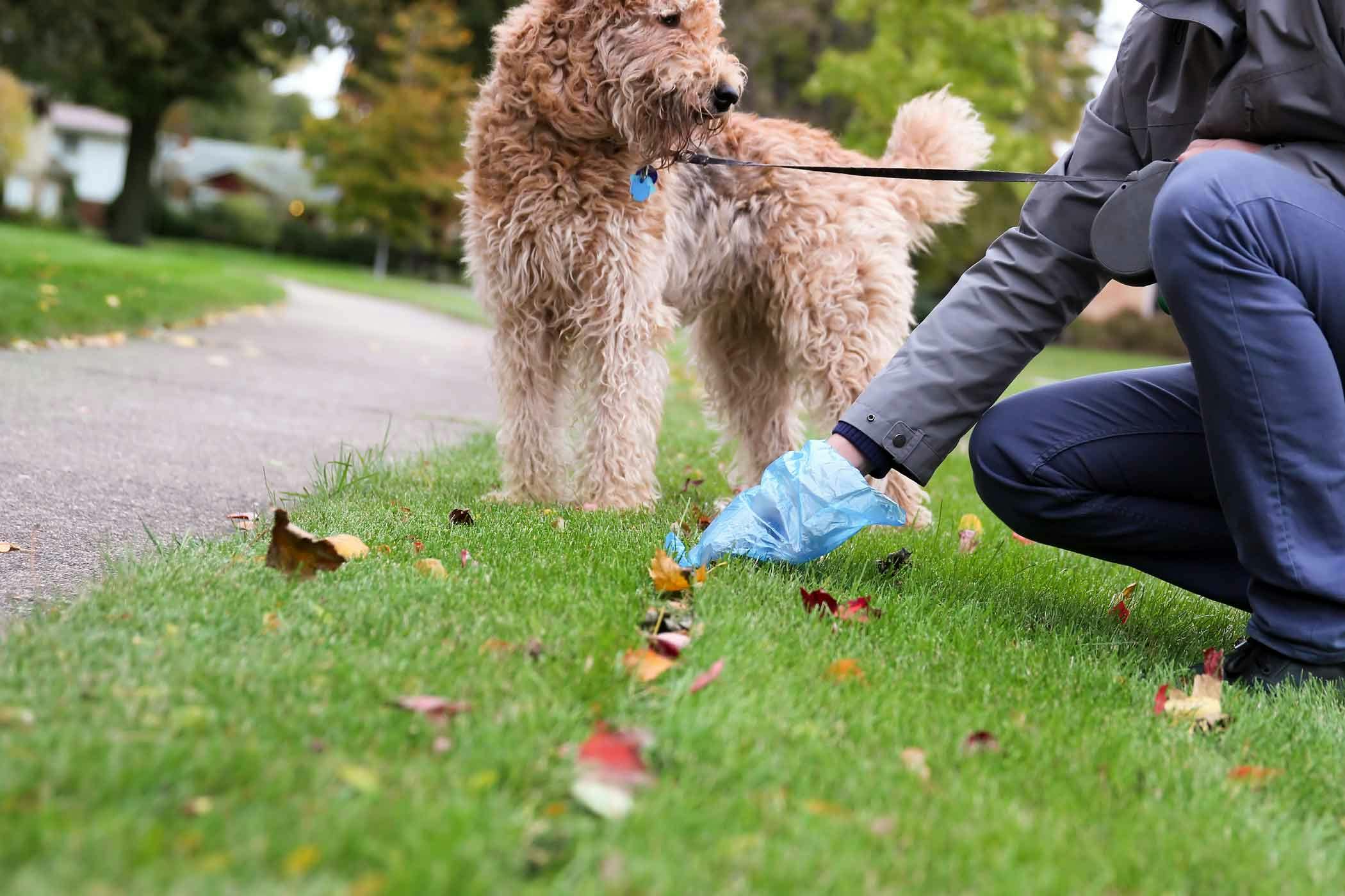 Are guide dogs/service dogs trained not to poop in