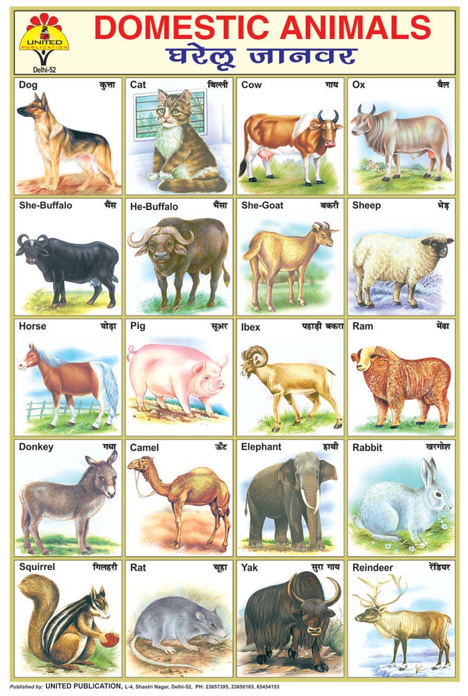 Tamil names of animals from English (Tamil English Animal