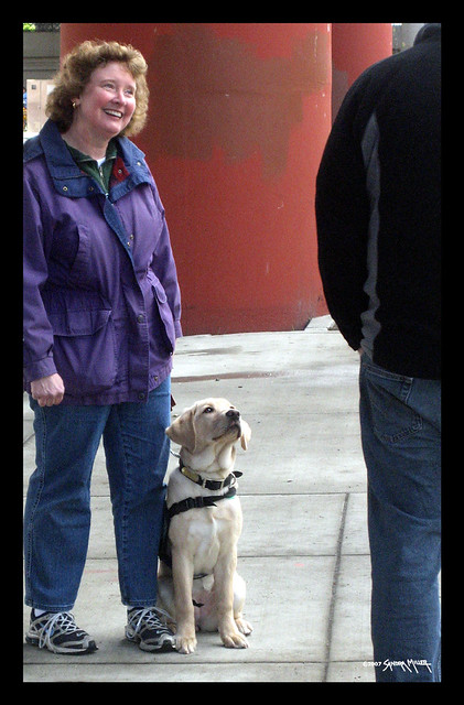 Guide Dogs for the Blind staff offer glimpse of the ‘guide