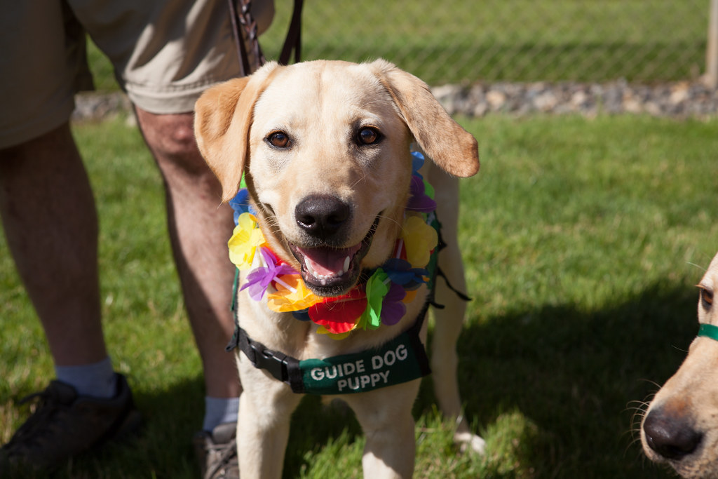 Guide Dogs for the Blind Hosts Pinot & Pups in