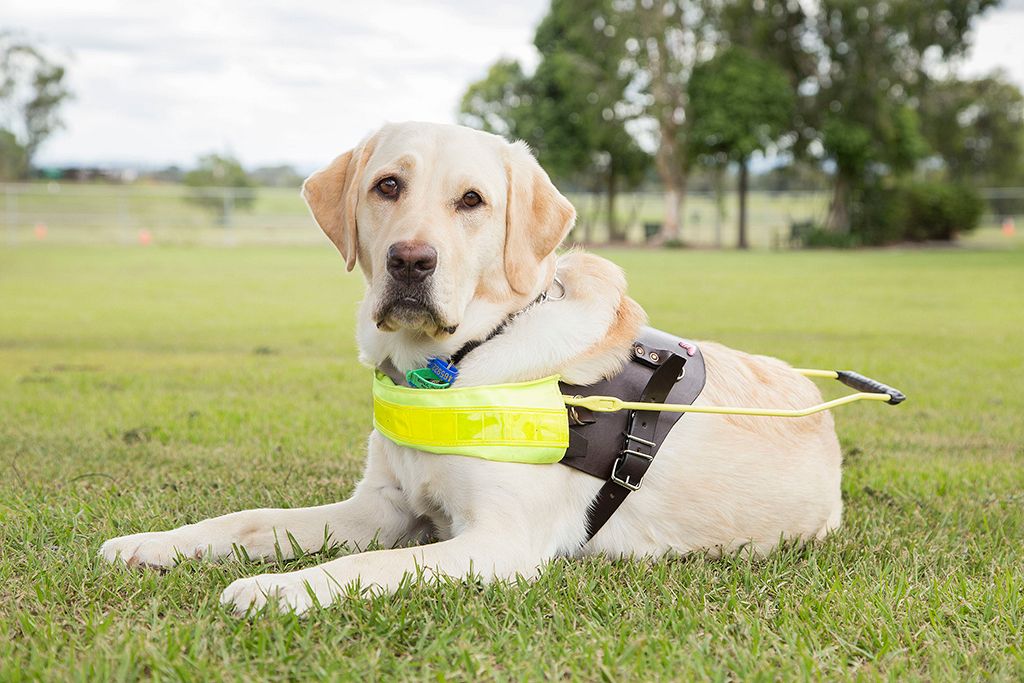 Sponsor A Guide Dog Puppy Guide Dogs