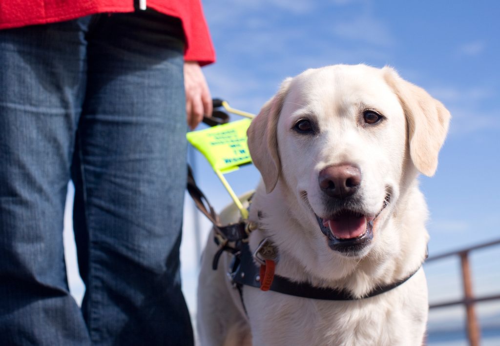 Campus Tours & Graduations Guide Dogs for the Blind