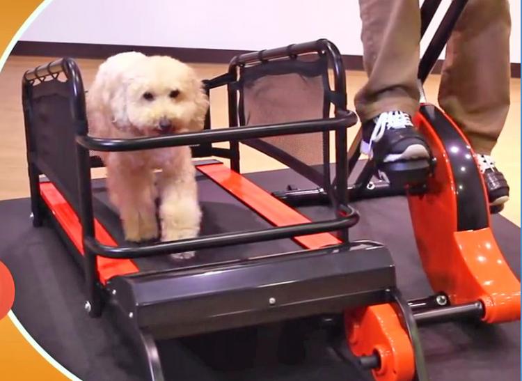 Best Dog Treadmill for 2020 Exercise Without Leaving