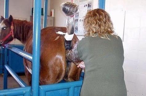 Artificial insemination of the mare csu.edu.au