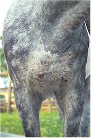 Sarcoptic and Chorioptic Mange in Goats Koonac