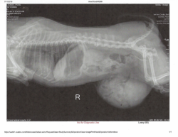 Recommended Diet for Cushing’s Syndrome in Dogs