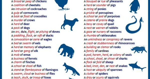 Collective Noun Worksheets Animals Match