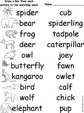 Collective nouns for animals Mammals birds fish